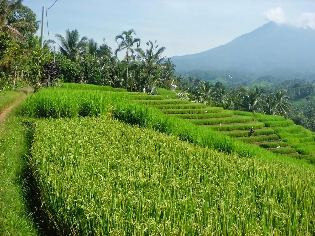 Zen Rooms Basic Kuta Kubu Anyar 2*, Kuta (Bali)